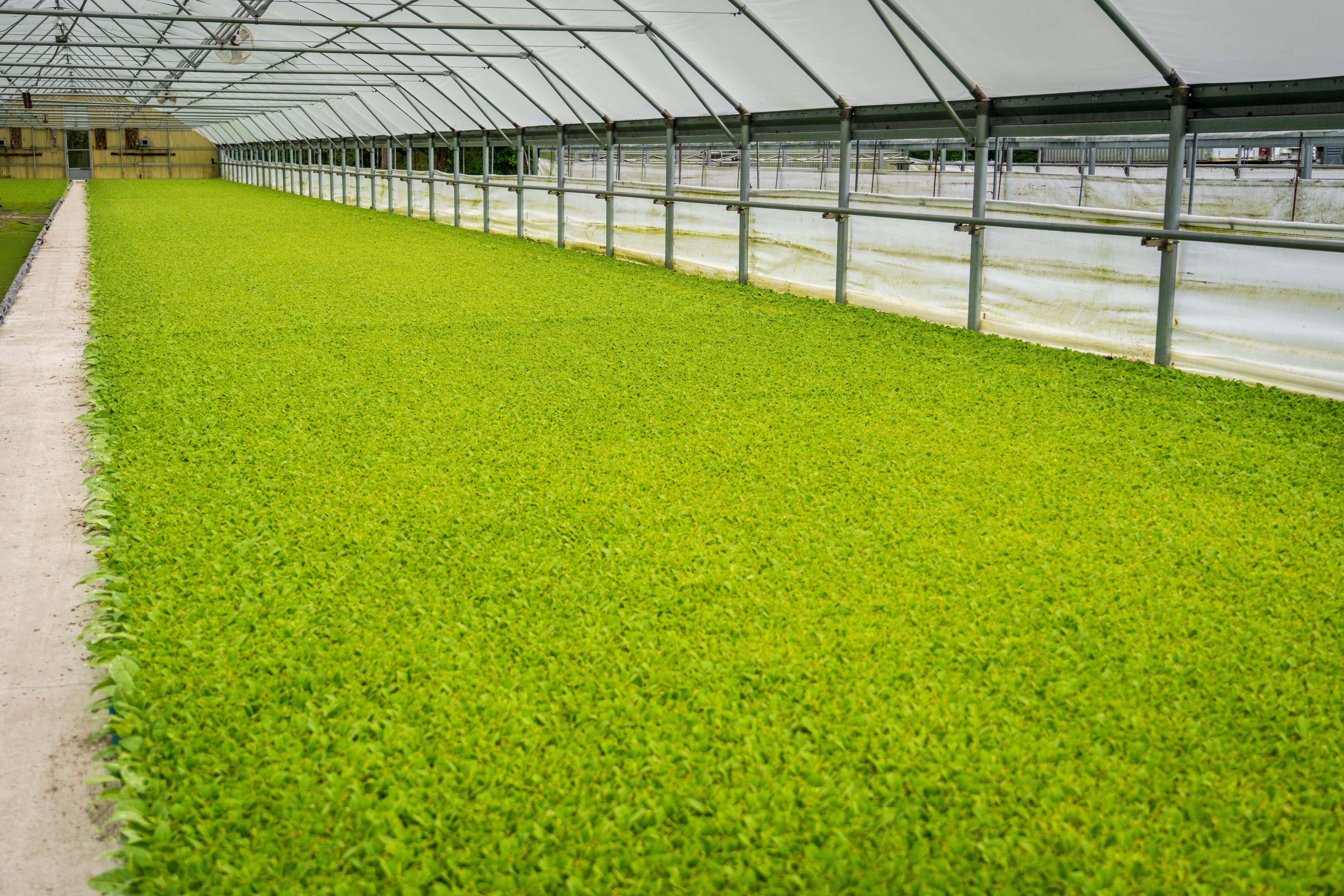 Greenhouse Climate Management